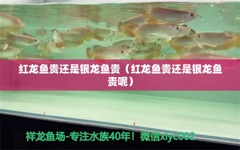 紅龍魚貴還是銀龍魚貴（紅龍魚貴還是銀龍魚貴呢）