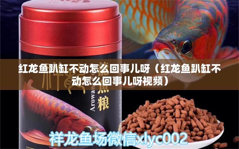 紅龍魚趴缸不動怎么回事兒呀（紅龍魚趴缸不動怎么回事兒呀視頻）