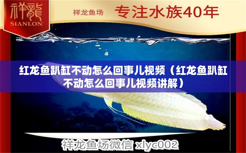 紅龍魚趴缸不動(dòng)怎么回事兒視頻（紅龍魚趴缸不動(dòng)怎么回事兒視頻講解） 印尼紅龍魚