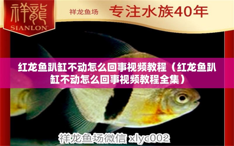 紅龍魚(yú)趴缸不動(dòng)怎么回事視頻教程（紅龍魚(yú)趴缸不動(dòng)怎么回事視頻教程全集）