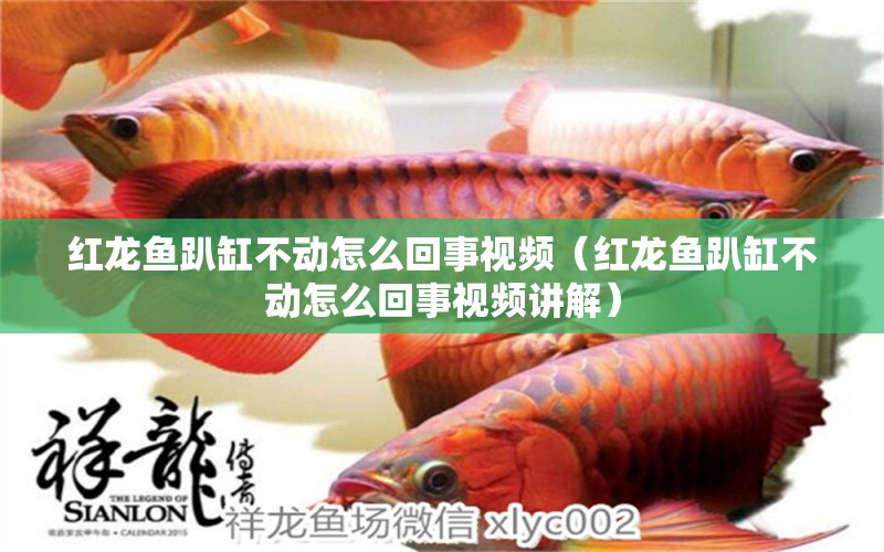 紅龍魚趴缸不動怎么回事視頻（紅龍魚趴缸不動怎么回事視頻講解）