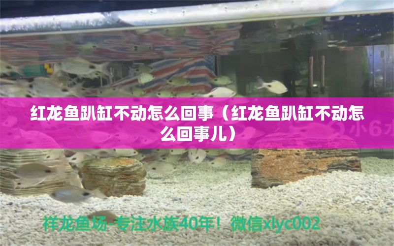 紅龍魚趴缸不動怎么回事（紅龍魚趴缸不動怎么回事兒） 印尼紅龍魚