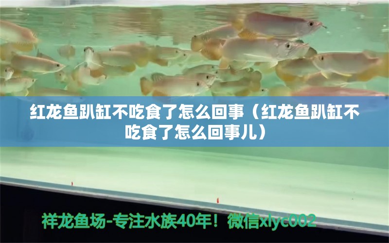 紅龍魚趴缸不吃食了怎么回事（紅龍魚趴缸不吃食了怎么回事兒） 印尼紅龍魚