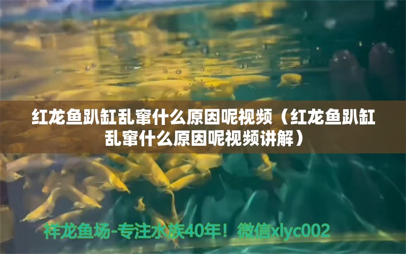 紅龍魚趴缸亂竄什么原因呢視頻（紅龍魚趴缸亂竄什么原因呢視頻講解） 印尼紅龍魚