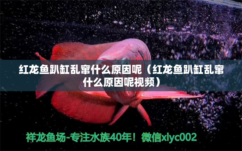 紅龍魚趴缸亂竄什么原因呢（紅龍魚趴缸亂竄什么原因呢視頻） 印尼紅龍魚