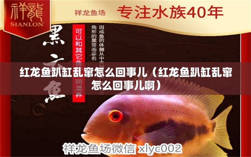 紅龍魚趴缸亂竄怎么回事兒（紅龍魚趴缸亂竄怎么回事兒?。? title=