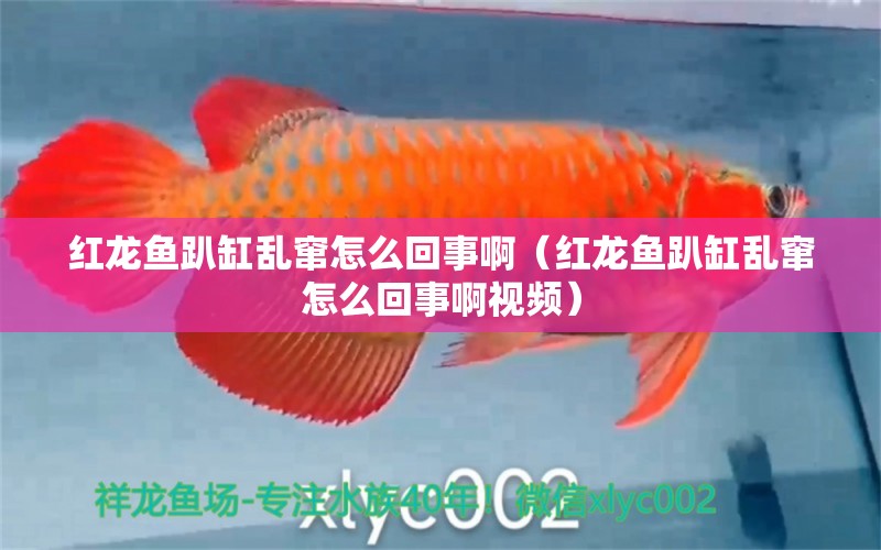 紅龍魚趴缸亂竄怎么回事?。t龍魚趴缸亂竄怎么回事啊視頻） 印尼紅龍魚