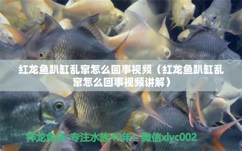 紅龍魚趴缸亂竄怎么回事視頻（紅龍魚趴缸亂竄怎么回事視頻講解） 印尼紅龍魚