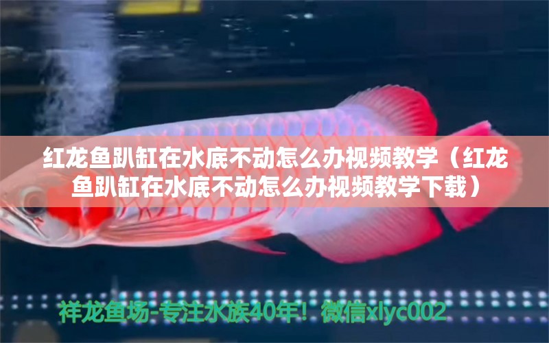 紅龍魚趴缸在水底不動(dòng)怎么辦視頻教學(xué)（紅龍魚趴缸在水底不動(dòng)怎么辦視頻教學(xué)下載）