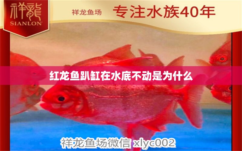 紅龍魚趴缸在水底不動(dòng)是為什么 龍魚百科 第2張