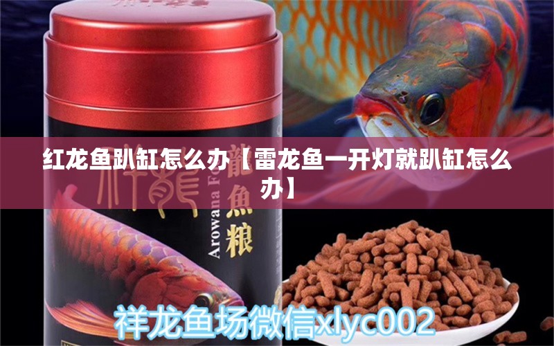 紅龍魚趴缸怎么辦【雷龍魚一開燈就趴缸怎么辦】 龍魚批發(fā)