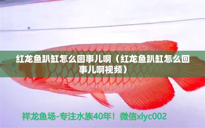 紅龍魚趴缸怎么回事兒?。t龍魚趴缸怎么回事兒啊視頻） 印尼紅龍魚