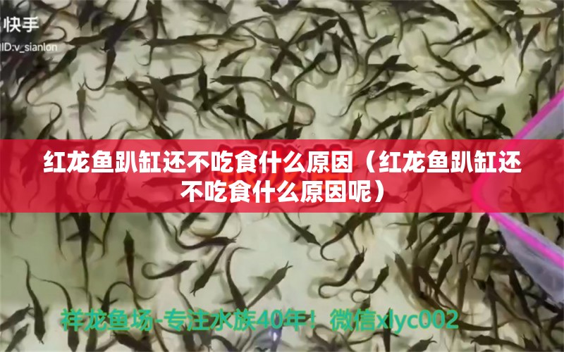 紅龍魚趴缸還不吃食什么原因（紅龍魚趴缸還不吃食什么原因呢）