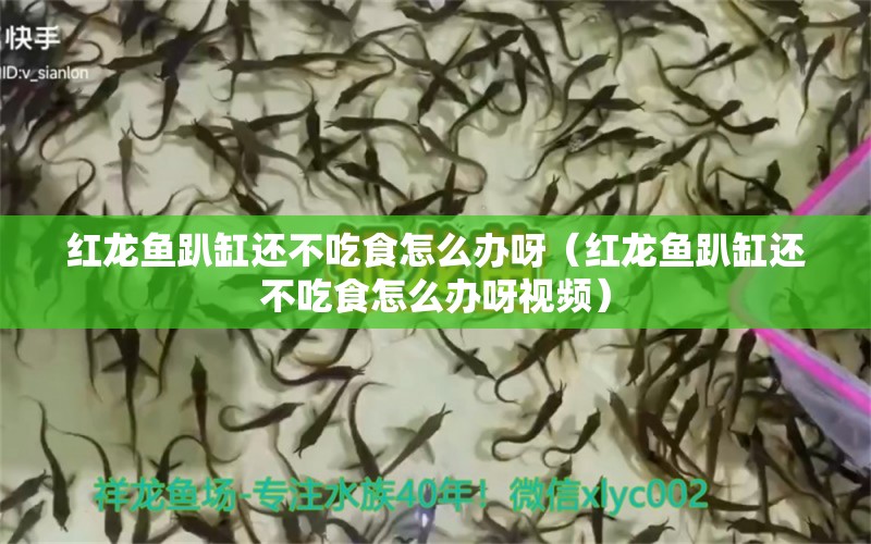 紅龍魚趴缸還不吃食怎么辦呀（紅龍魚趴缸還不吃食怎么辦呀視頻）