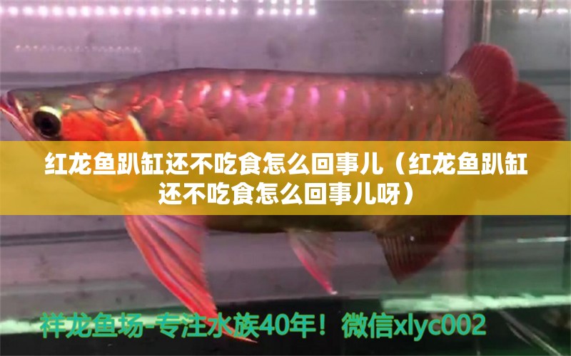 紅龍魚趴缸還不吃食怎么回事兒（紅龍魚趴缸還不吃食怎么回事兒呀）