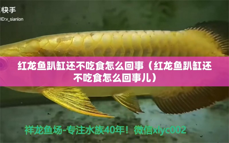 紅龍魚趴缸還不吃食怎么回事（紅龍魚趴缸還不吃食怎么回事兒）