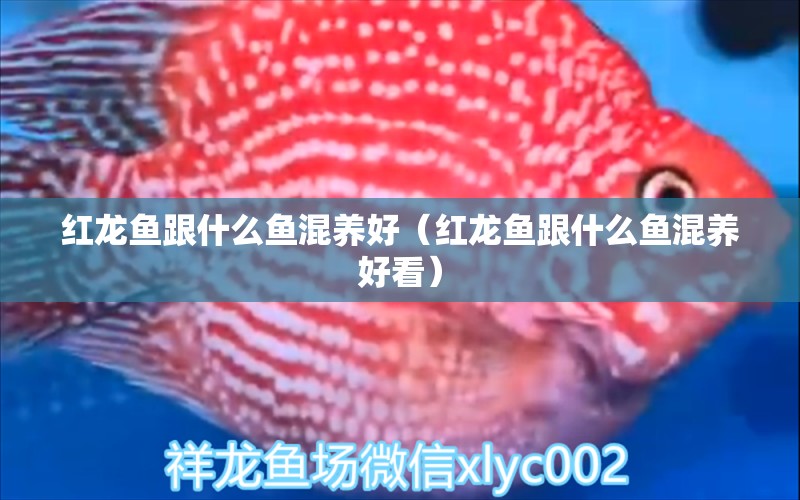 紅龍魚跟什么魚混養(yǎng)好（紅龍魚跟什么魚混養(yǎng)好看）