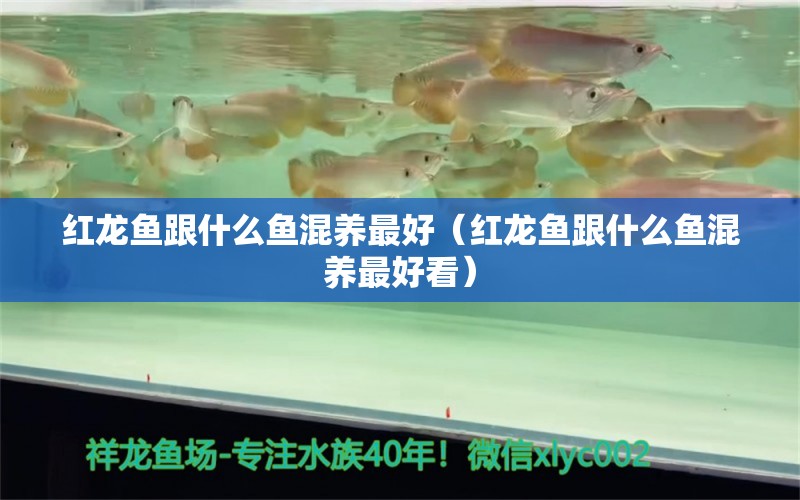 紅龍魚跟什么魚混養(yǎng)最好（紅龍魚跟什么魚混養(yǎng)最好看）