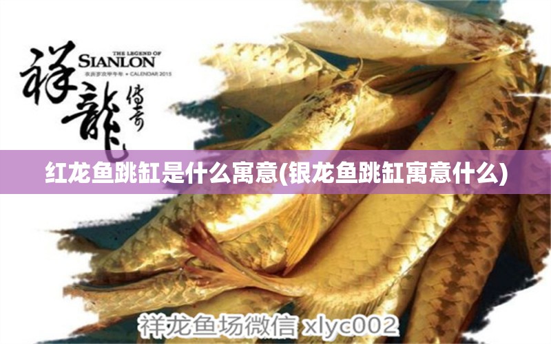 紅龍魚跳缸是什么寓意(銀龍魚跳缸寓意什么) 銀龍魚