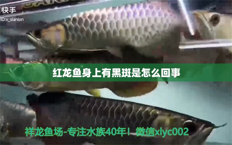 紅龍魚身上有黑斑是怎么回事