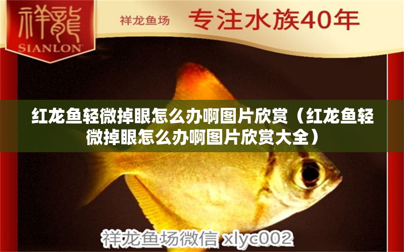 紅龍魚輕微掉眼怎么辦啊圖片欣賞（紅龍魚輕微掉眼怎么辦啊圖片欣賞大全）