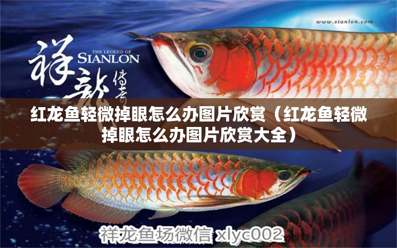 紅龍魚輕微掉眼怎么辦圖片欣賞（紅龍魚輕微掉眼怎么辦圖片欣賞大全）