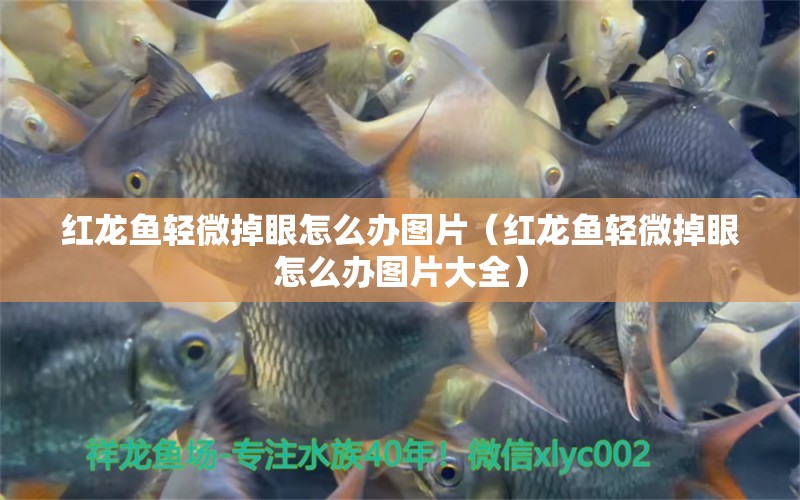 紅龍魚輕微掉眼怎么辦圖片（紅龍魚輕微掉眼怎么辦圖片大全）