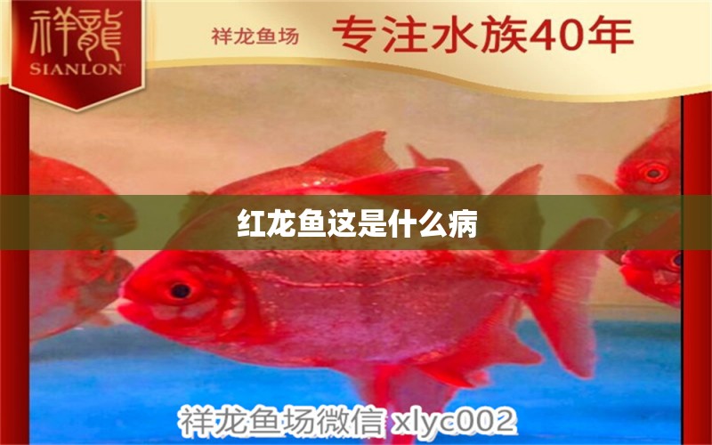 紅龍魚這是什么病 龍魚疾病與治療