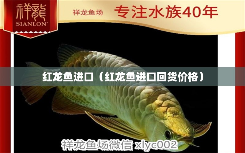 紅龍魚進(jìn)口（紅龍魚進(jìn)口回貨價(jià)格） 祥龍水族醫(yī)院