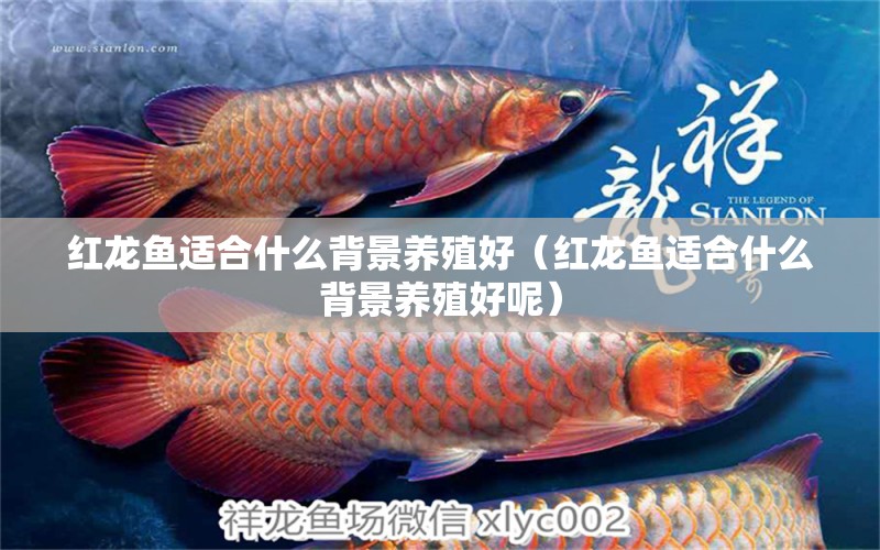 紅龍魚適合什么背景養(yǎng)殖好（紅龍魚適合什么背景養(yǎng)殖好呢） 印尼紅龍魚