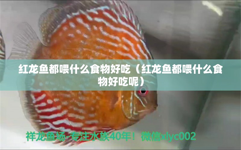 紅龍魚都喂什么食物好吃（紅龍魚都喂什么食物好吃呢） 龍魚百科