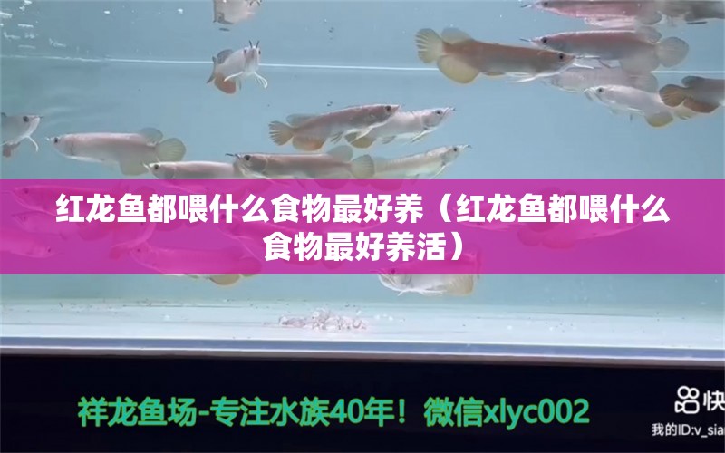 紅龍魚都喂什么食物最好養(yǎng)（紅龍魚都喂什么食物最好養(yǎng)活） 龍魚百科