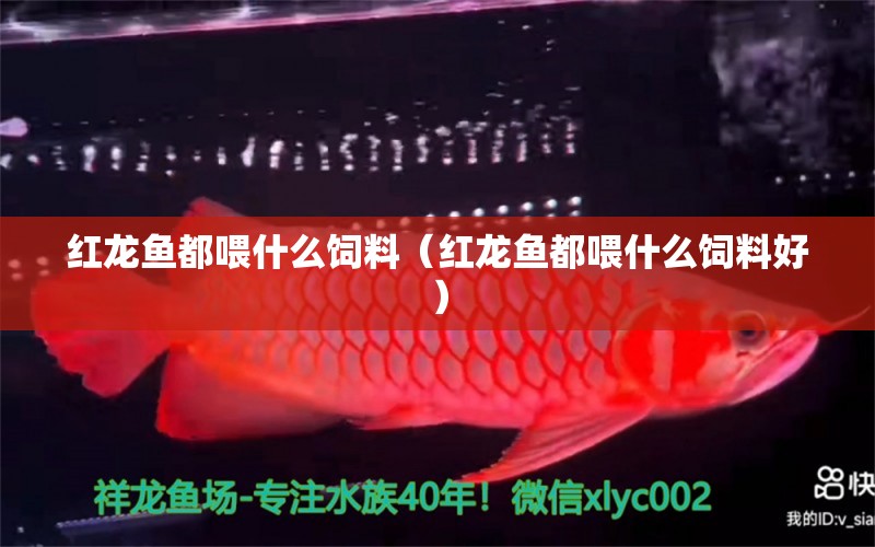 紅龍魚都喂什么飼料（紅龍魚都喂什么飼料好） 印尼紅龍魚