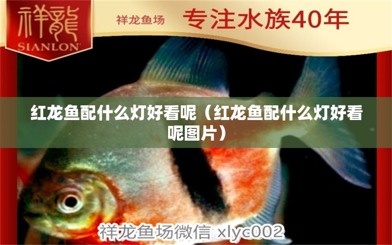 紅龍魚(yú)配什么燈好看呢（紅龍魚(yú)配什么燈好看呢圖片） 印尼紅龍魚(yú)