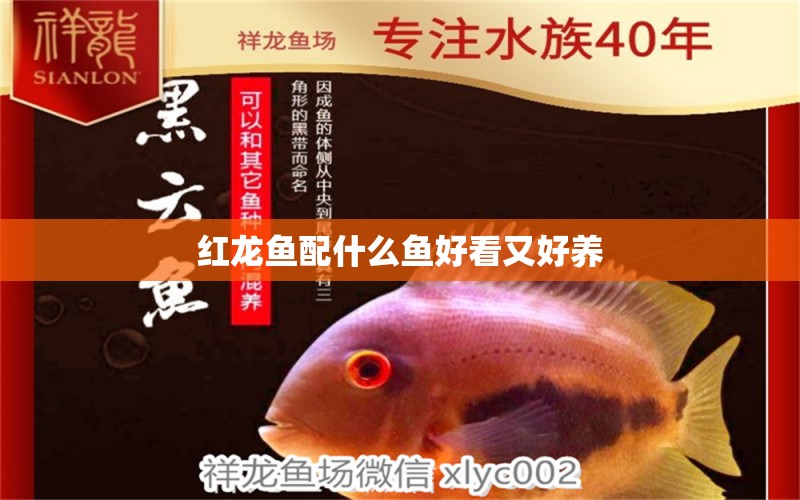 紅龍魚配什么魚好看又好養(yǎng) 龍魚百科 第1張