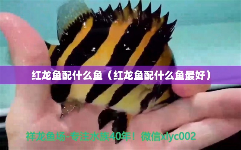 紅龍魚(yú)配什么魚(yú)（紅龍魚(yú)配什么魚(yú)最好）