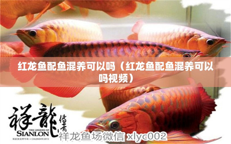 紅龍魚配魚混養(yǎng)可以嗎（紅龍魚配魚混養(yǎng)可以嗎視頻） 養(yǎng)魚的好處