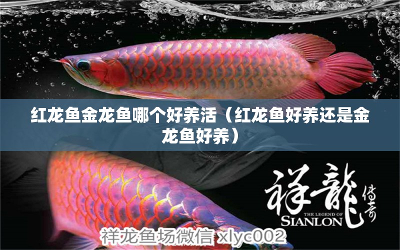 紅龍魚金龍魚哪個好養(yǎng)活（紅龍魚好養(yǎng)還是金龍魚好養(yǎng)）