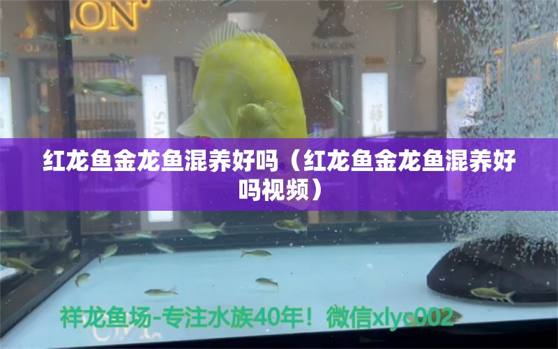 紅龍魚金龍魚混養(yǎng)好嗎（紅龍魚金龍魚混養(yǎng)好嗎視頻）