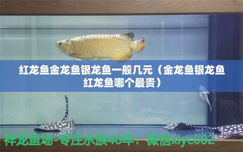 紅龍魚金龍魚銀龍魚一般幾元（金龍魚銀龍魚紅龍魚哪個最貴） 銀龍魚百科 第1張