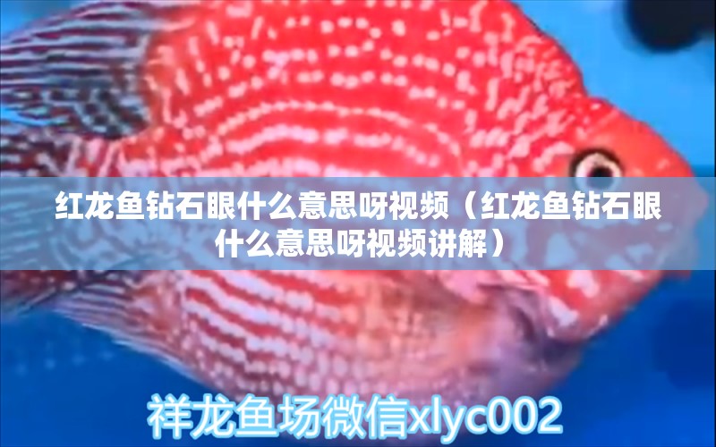 紅龍魚(yú)鉆石眼什么意思呀視頻（紅龍魚(yú)鉆石眼什么意思呀視頻講解）