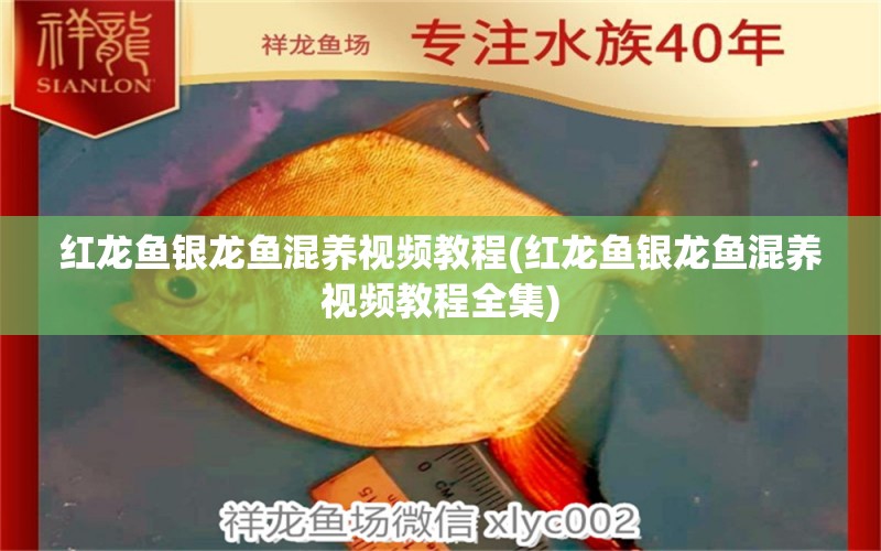 紅龍魚銀龍魚混養(yǎng)視頻教程(紅龍魚銀龍魚混養(yǎng)視頻教程全集)