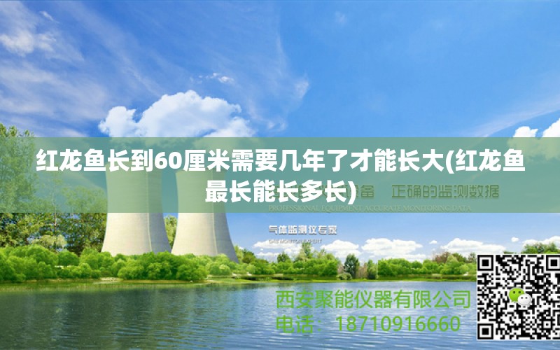 紅龍魚長到60厘米需要幾年了才能長大(紅龍魚最長能長多長) 大白鯊魚 第1張