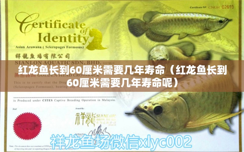 紅龍魚長(zhǎng)到60厘米需要幾年壽命（紅龍魚長(zhǎng)到60厘米需要幾年壽命呢） 印尼紅龍魚