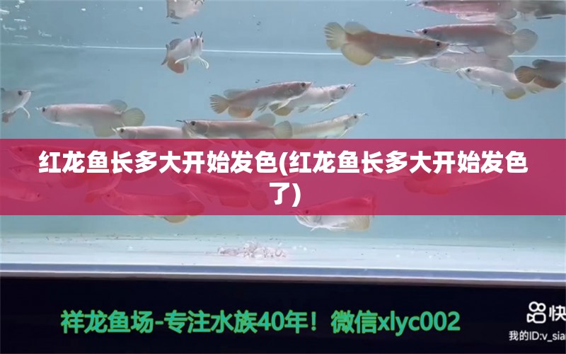 紅龍魚長多大開始發(fā)色(紅龍魚長多大開始發(fā)色了)