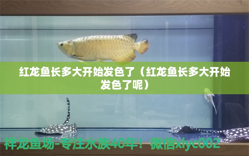 紅龍魚長(zhǎng)多大開(kāi)始發(fā)色了（紅龍魚長(zhǎng)多大開(kāi)始發(fā)色了呢） 印尼紅龍魚