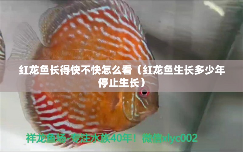 紅龍魚(yú)長(zhǎng)得快不快怎么看（紅龍魚(yú)生長(zhǎng)多少年停止生長(zhǎng)）