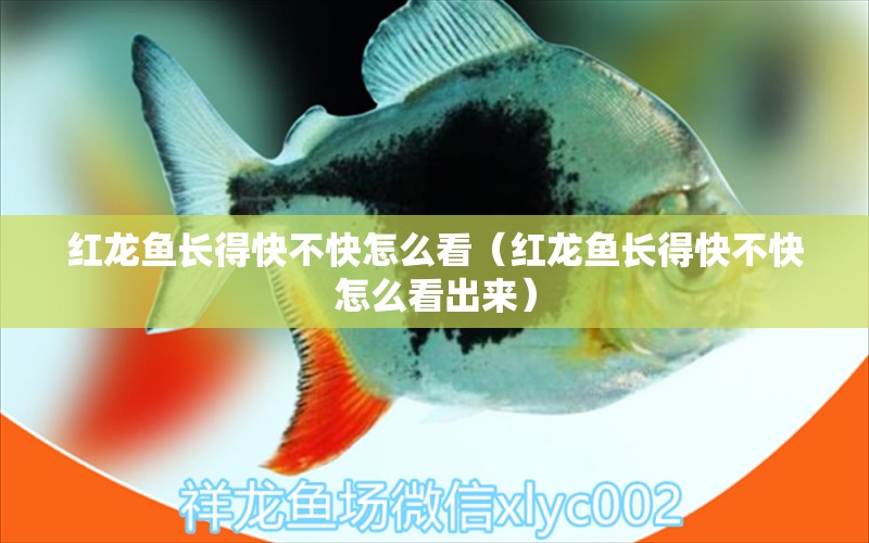 紅龍魚長得快不快怎么看（紅龍魚長得快不快怎么看出來）