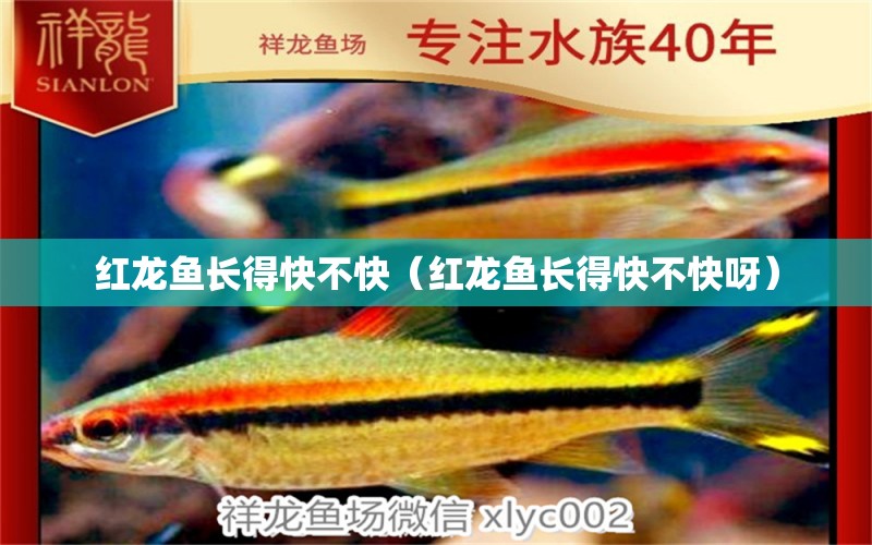 紅龍魚長得快不快（紅龍魚長得快不快呀） 觀賞龜/鱉飼料