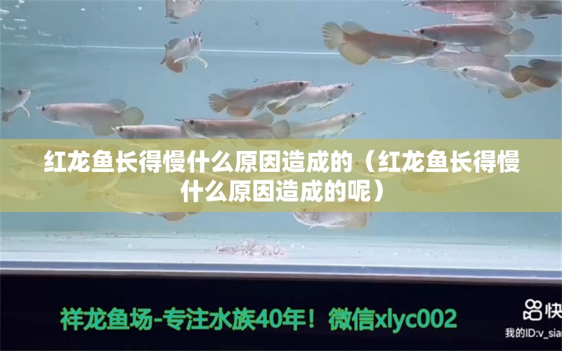 紅龍魚長(zhǎng)得慢什么原因造成的（紅龍魚長(zhǎng)得慢什么原因造成的呢）